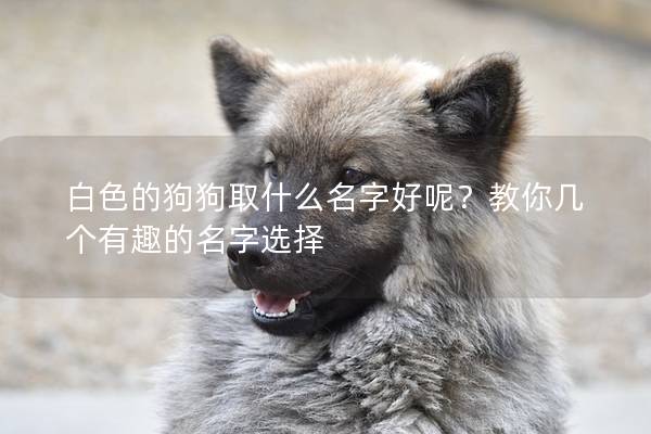 白色的狗狗取什么名字好呢？教你幾個有趣的名字選擇