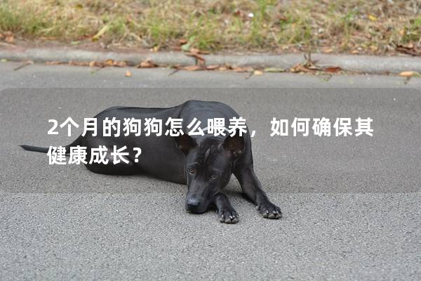 2個月的狗狗怎么喂養，如何確保其健康成長？