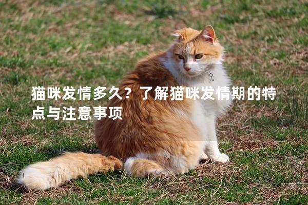 貓咪發情多久？了解貓咪發情期的特點與注意事項