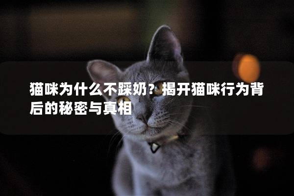 貓咪為什么不踩奶？揭開貓咪行為背后的秘密與真相