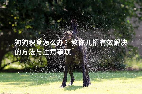 狗狗積食怎么辦？教你幾招有效解決的方法與注意事項