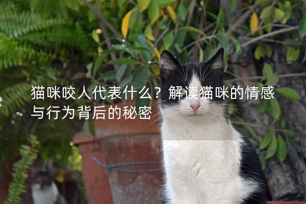 貓咪咬人代表什么？解讀貓咪的情感與行為背后的秘密