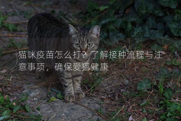 貓咪疫苗怎么打？了解接種流程與注意事項，確保愛貓健康
