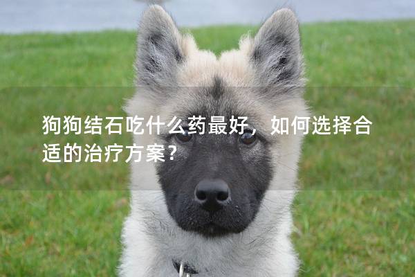 狗狗結(jié)石吃什么藥最好，如何選擇合適的治療方案？