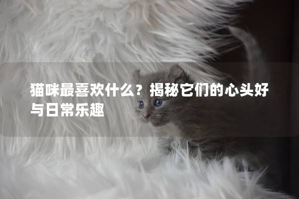 貓咪最喜歡什么?揭秘它們的心頭好與日常樂(lè)趣 貓咪最喜歡什么?揭秘它們的心頭好與日常樂(lè)趣