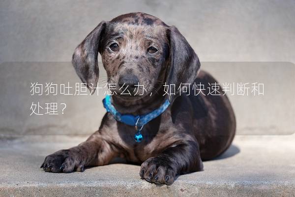 狗狗吐膽汁怎么辦，如何快速判斷和處理？