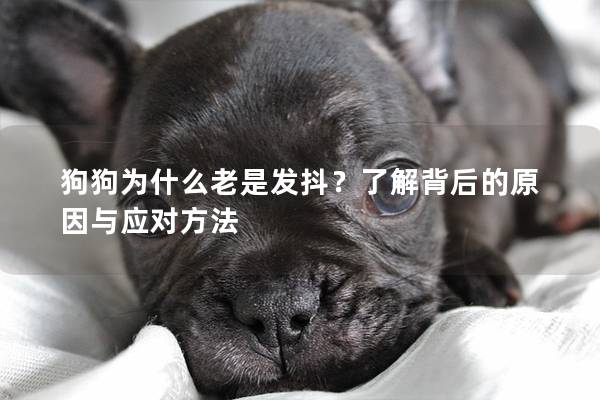 狗狗為什么老是發(fā)抖？了解背后的原因與應(yīng)對(duì)方法