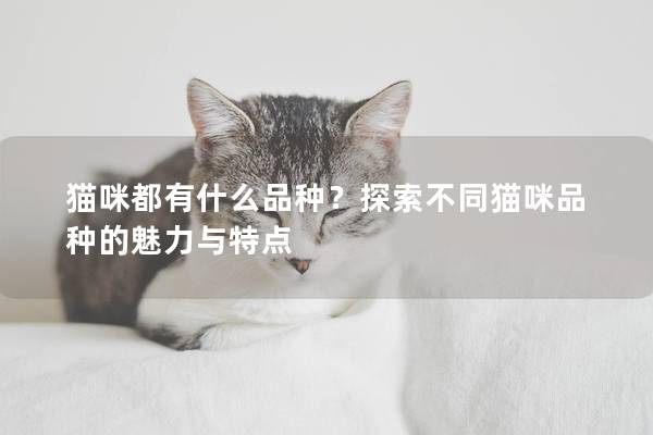 貓咪都有什么品種？探索不同貓咪品種的魅力與特點