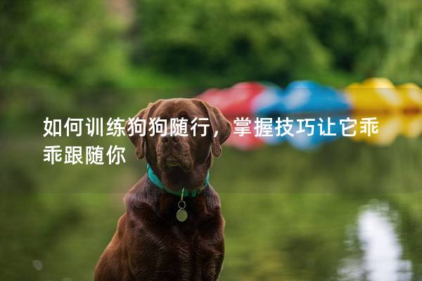 如何訓(xùn)練狗狗隨行，掌握技巧讓它乖乖跟隨你
