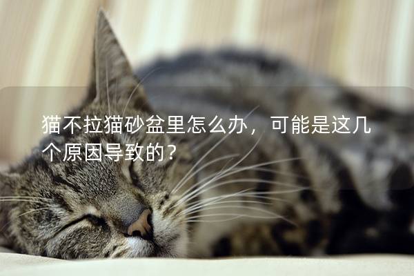 貓不拉貓砂盆里怎么辦,可能是這幾個原因導致的? 貓不拉貓砂盆里怎么辦,可能是這幾個原因導致的?