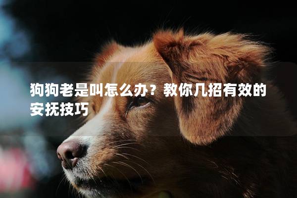 狗狗老是叫怎么辦？教你幾招有效的安撫技巧