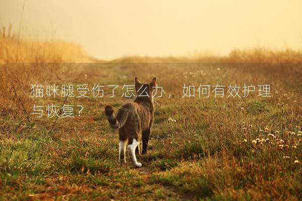 貓咪腿受傷了怎么辦，如何有效護理與恢復？