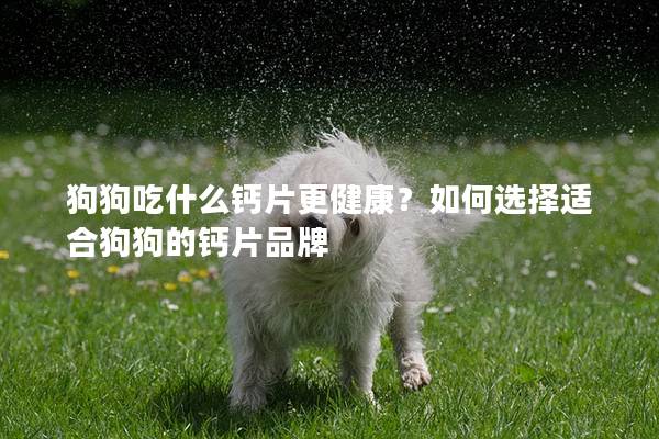 狗狗吃什么鈣片更健康？如何選擇適合狗狗的鈣片品牌