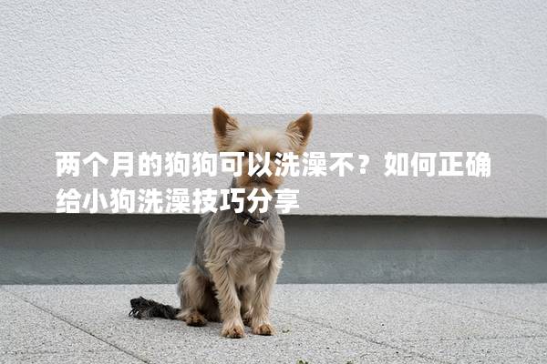 兩個(gè)月的狗狗可以洗澡不？如何正確給小狗洗澡技巧分享