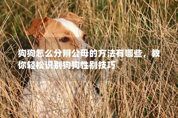 狗狗怎么分辨公母的方法有哪些，教你輕松識別狗狗性別技巧