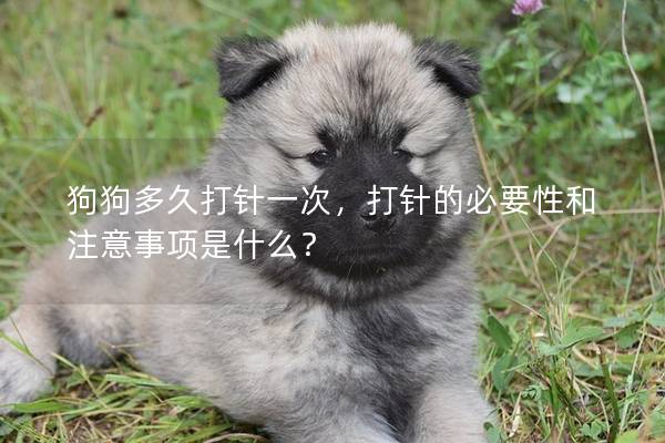 狗狗多久打針一次，打針的必要性和注意事項是什么？