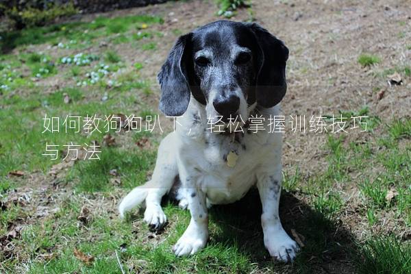 如何教狗狗趴下，輕松掌握訓練技巧與方法