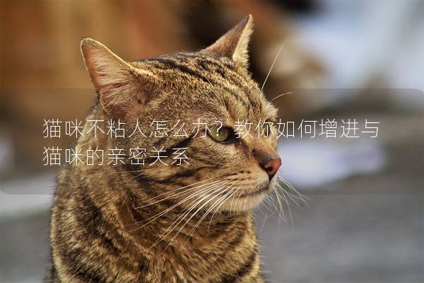 貓咪不粘人怎么辦？教你如何增進與貓咪的親密關系