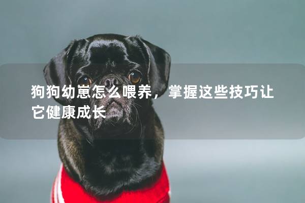 狗狗幼崽怎么喂養，掌握這些技巧讓它健康成長
