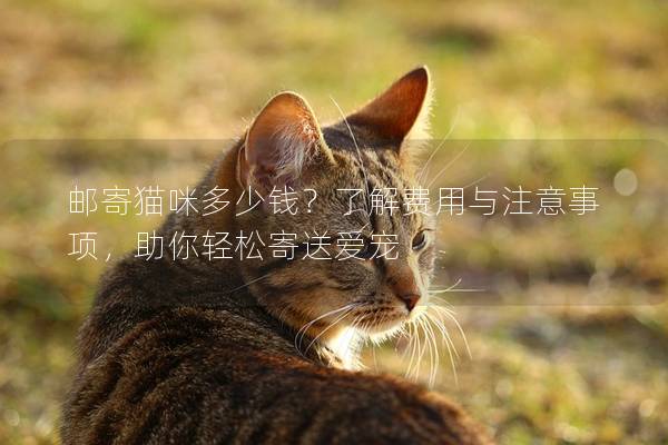 郵寄貓咪多少錢?了解費用與注意事項,助你輕松寄送愛寵