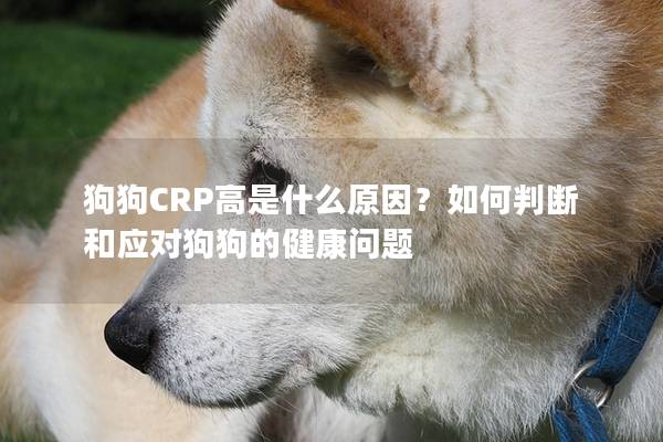 狗狗CRP高是什么原因？如何判斷和應(yīng)對狗狗的健康問題
