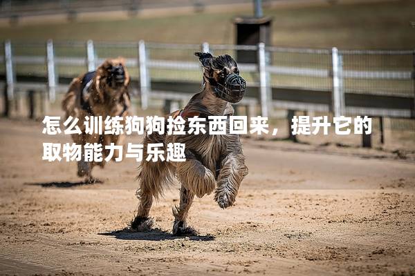 怎么訓(xùn)練狗狗撿東西回來(lái)，提升它的取物能力與樂(lè)趣