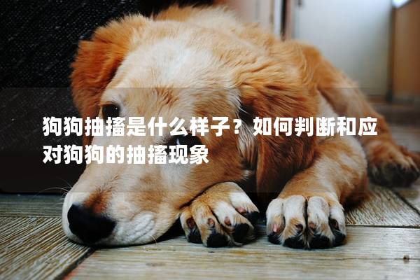 狗狗抽搐是什么樣子？如何判斷和應(yīng)對狗狗的抽搐現(xiàn)象