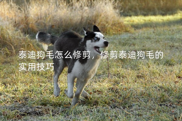 泰迪狗毛怎么修剪，修剪泰迪狗毛的實(shí)用技巧