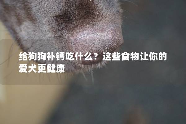 給狗狗補鈣吃什么？這些食物讓你的愛犬更健康