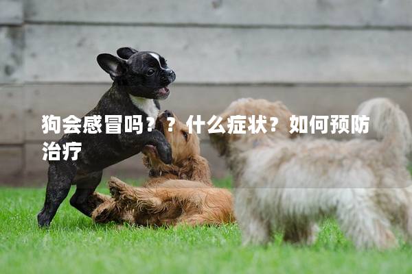 狗會(huì)感冒嗎??什么癥狀?如何預(yù)防治療 狗會(huì)感冒嗎??什么癥狀?如何預(yù)防治療