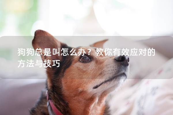 狗狗總是叫怎么辦？教你有效應(yīng)對的方法與技巧