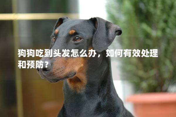 狗狗吃到頭發怎么辦，如何有效處理和預防？