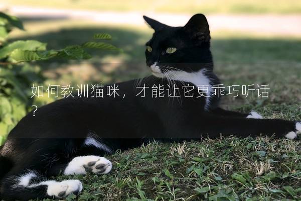 如何教訓貓咪，才能讓它更乖巧聽話？