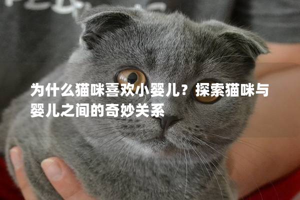 為什么貓咪喜歡小嬰兒？探索貓咪與嬰兒之間的奇妙關系