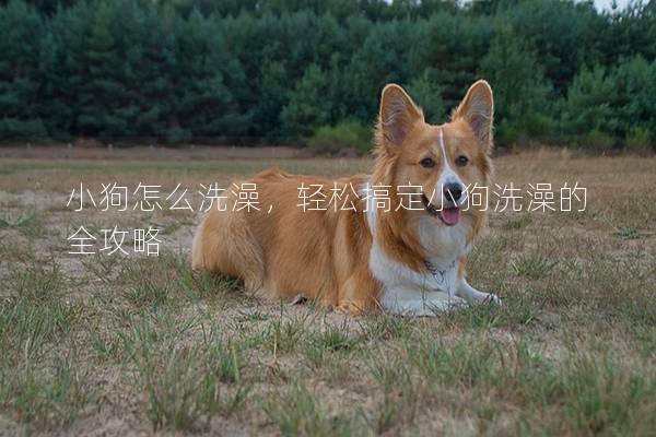 小狗怎么洗澡，輕松搞定小狗洗澡的全攻略