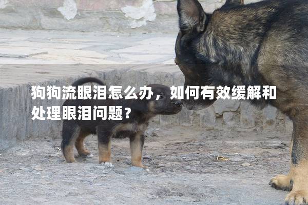 狗狗流眼淚怎么辦,如何有效緩解和處理眼淚問題?