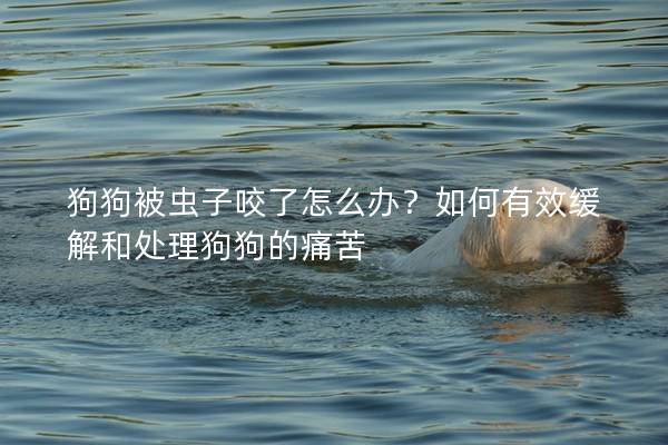 狗狗被蟲子咬了怎么辦？如何有效緩解和處理狗狗的痛苦