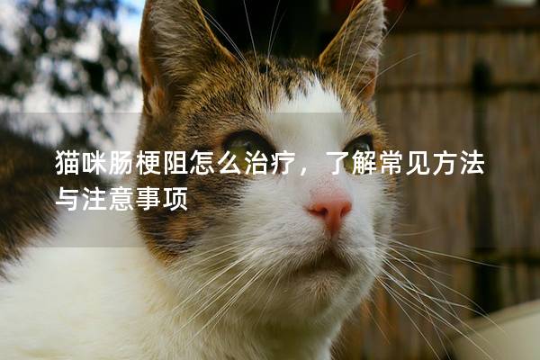 貓咪腸梗阻怎么治療，了解常見(jiàn)方法與注意事項(xiàng)