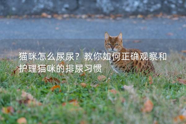 貓咪怎么尿尿?教你如何正確觀察和護理貓咪的排尿習慣