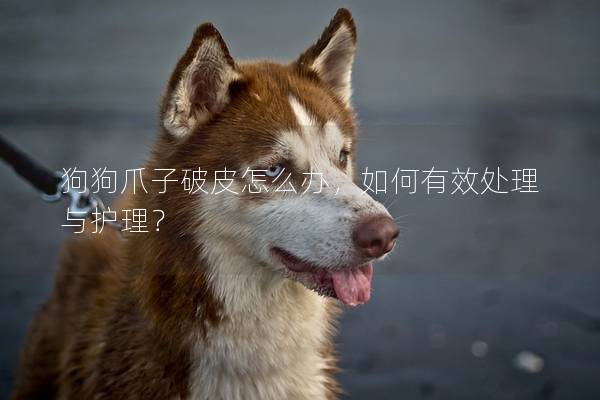 狗狗爪子破皮怎么辦,如何有效處理與護理? 狗狗爪子破皮怎么辦,如何有效處理與護理?