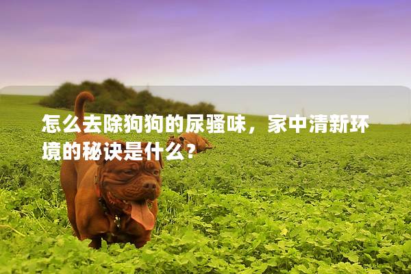 怎么去除狗狗的尿騷味，家中清新環(huán)境的秘訣是什么？