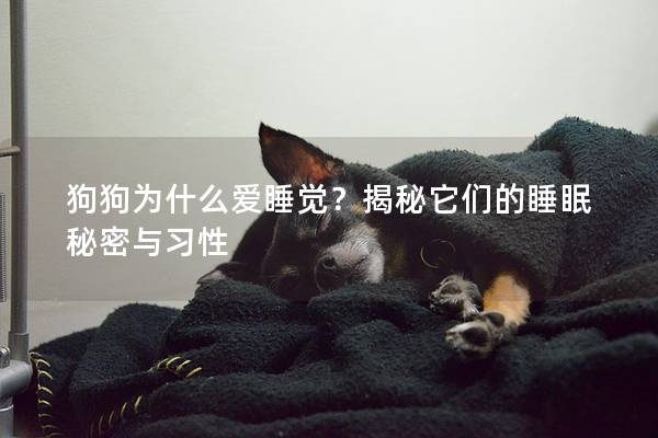 狗狗為什么愛睡覺？揭秘它們的睡眠秘密與習性