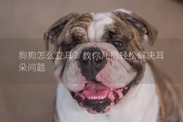 狗狗怎么立耳？教你幾招輕松解決耳朵問題