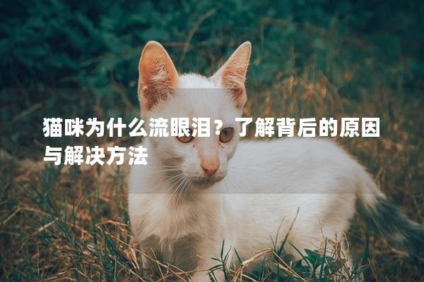 貓咪為什么流眼淚？了解背后的原因與解決方法