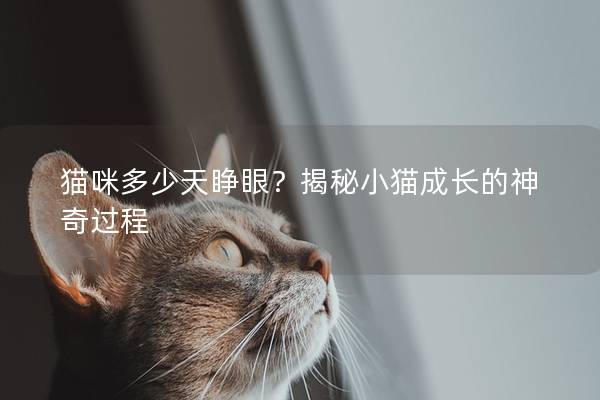 貓咪多少天睜眼？揭秘小貓成長的神奇過程