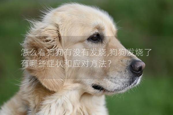 怎么看狗狗有沒有發(fā)燒,狗狗發(fā)燒了有哪些癥狀和應(yīng)對方法?