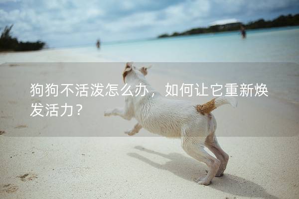 狗狗不活潑怎么辦，如何讓它重新煥發(fā)活力？