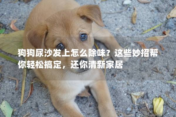 狗狗尿沙發上怎么除味？這些妙招幫你輕松搞定，還你清新家居