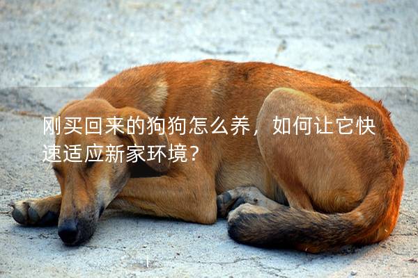 剛買回來(lái)的狗狗怎么養(yǎng),如何讓它快速適應(yīng)新家環(huán)境? 剛買回來(lái)的狗狗怎么養(yǎng),如何讓它快速適應(yīng)新家環(huán)境?