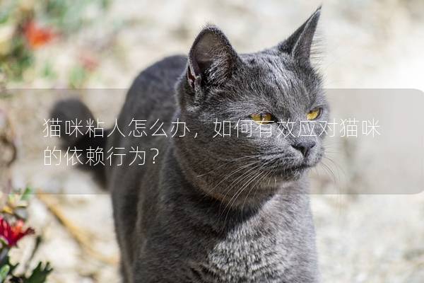 貓咪粘人怎么辦，如何有效應對貓咪的依賴行為？